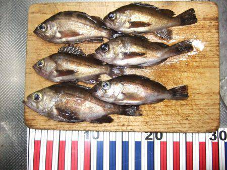 夕方のメバル狙い。