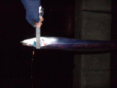 今年最後？のタチウオ釣り。