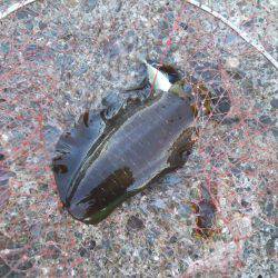 磯でアオリイカのヤエン釣り