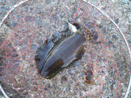 磯でアオリイカのヤエン釣り