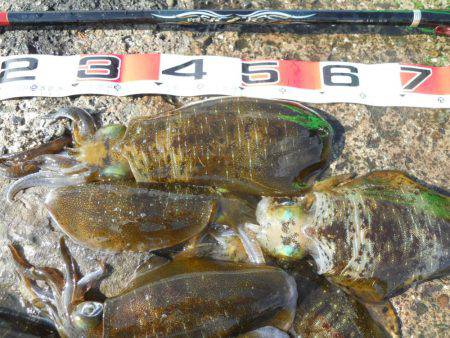 強風の中、磯でアオリイカのヤエン釣り