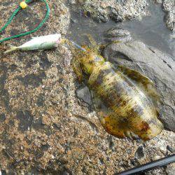 コンディション悪、磯でアオリイカのヤエン釣り