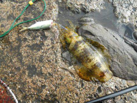 コンディション悪、磯でアオリイカのヤエン釣り