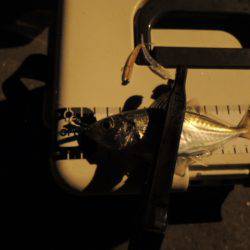 まだまだアジ居ます。