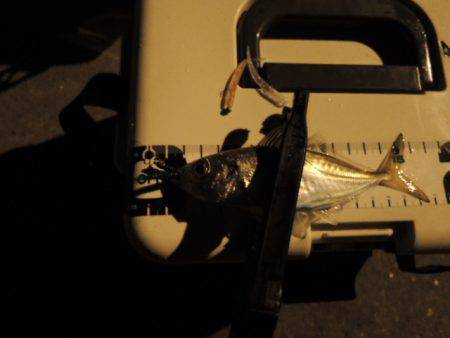 まだまだアジ居ます。