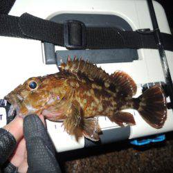 居る所と釣るタイミング