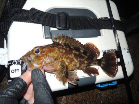 居る所と釣るタイミング