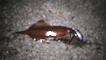 エギング   ヤリイカ