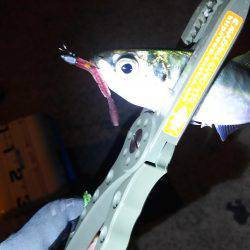 谷川でアジング