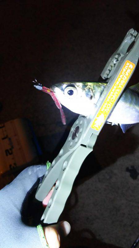 谷川でアジング