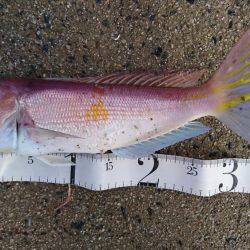 予想もしてなかった魚が