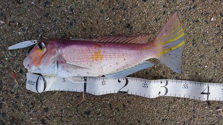 予想もしてなかった魚が