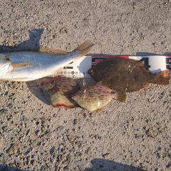 カレイ 投げ釣り