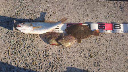カレイ 投げ釣り