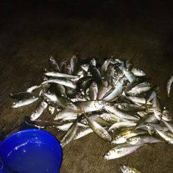 多少？の雨にも負けず