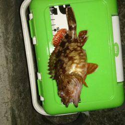 ロックフィッシュ調査