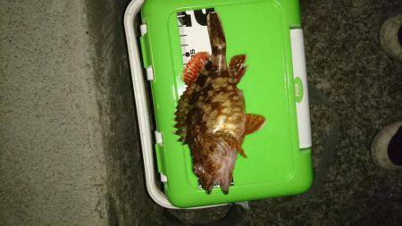 ロックフィッシュ調査