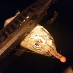 今週もアジング