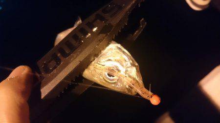 今週もアジング