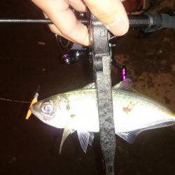 アジング釣行記