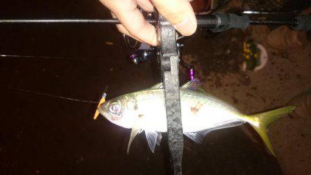 アジング釣行記