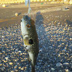 今年は何か変・・・