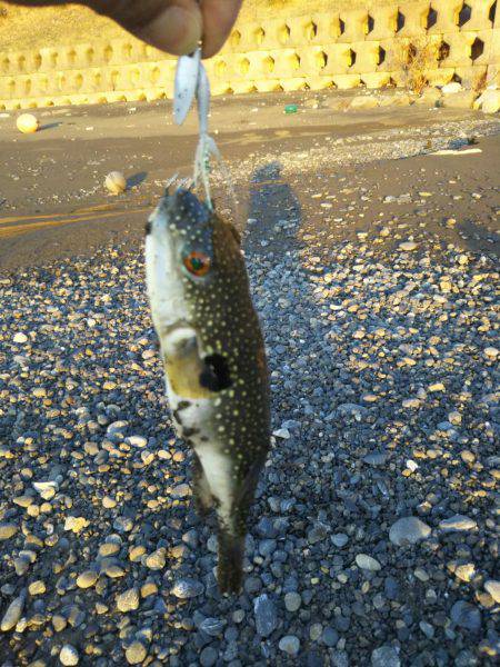 今年は何か変・・・