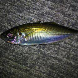 久しぶりのウキ釣り