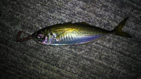 久しぶりのウキ釣り