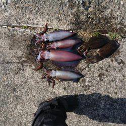 ボートエギング