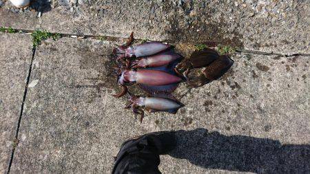 ボートエギング