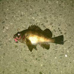 釣り納めにサンタがやってきた