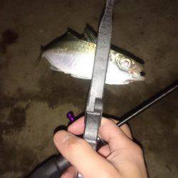 アジング釣行記