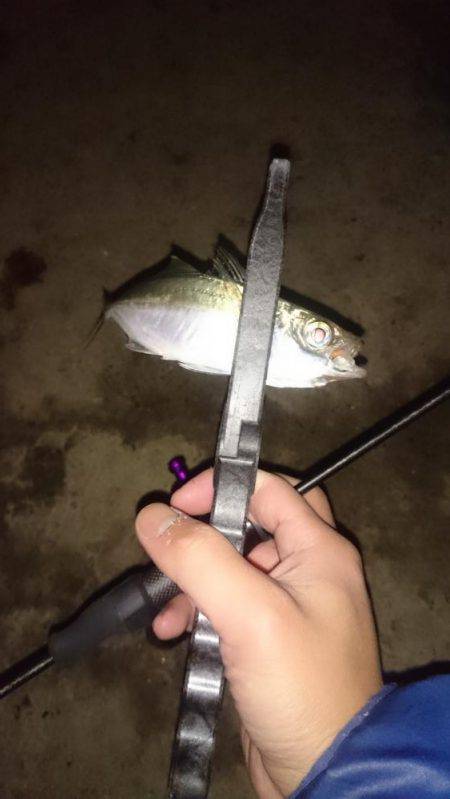 アジング釣行記