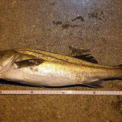 久しぶりシーバス