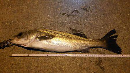 久しぶりシーバス