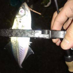 アジング釣行記