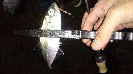 アジング釣行記