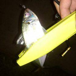 アジング釣行記