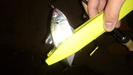 アジング釣行記