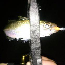 アジング釣行記