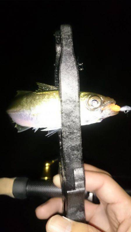 アジング釣行記