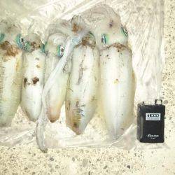 デカいかラッシュや～