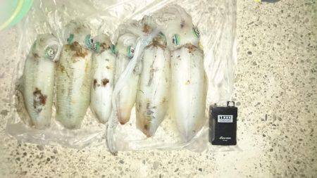 デカいかラッシュや～