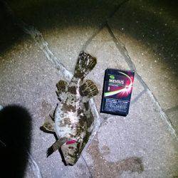 メバリングにて