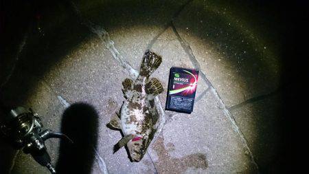 メバリングにて