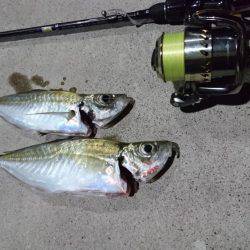 エギング アジング