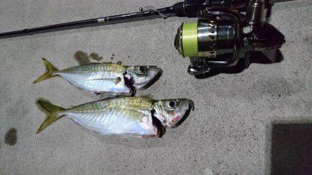 エギング アジング