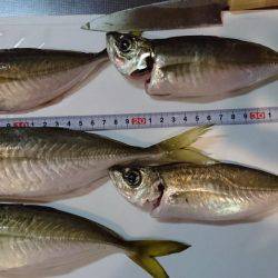 ヤリイカもボチボチ釣れてるみたい