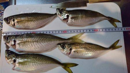 ヤリイカもボチボチ釣れてるみたい